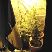 Apice, 23enne arrestato dai Carabinieri per coltivazione di piante di marijuana