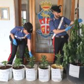 Baselice, coltiva piante di marijuana. Denunciato dai Carabinieri