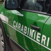 Quadrelle, taglio abusivo di alberi in zona protetta: 70enne denunciato dai Carabinieri