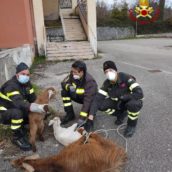 Avellino, curioso intervento dei caschi rossi: recuperati ovini sul balcone dell’ex ospedale Maffucci