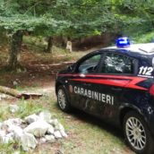 Taglio abusivo di alberi in area protetta: denunciate due persone a Serino
