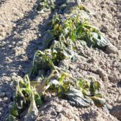 Freddo e gelate, i danni nel settore agricolodella Campania. L’analisi della Federazione Agronomi Campania