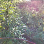 Taurano, sequestrate numerose piante di cannabis per un peso complessivo di circa 80 kg: indagini in corso