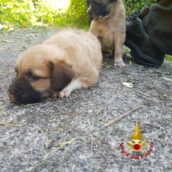 Mirabella Eclano, gettati in una scarpata: due cagnolini salvati dai caschi rossi