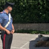 Serino, abbandono di animali: denunciato 40enne denunciato