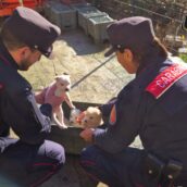 Montefredane, i Carabinieri Forestali salvano quattro cuccioli