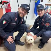 Aquilonia, I Carabinieri Forestali soccorrono un cane disperso