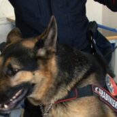 Lioni, i Carabinieri arrestano un 23enne per resistenza. A casa il cane antidroga “attila” trova droga e materiale per lo spaccio